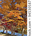 Photograph of autumn leaves (yellow leaves) 94530587