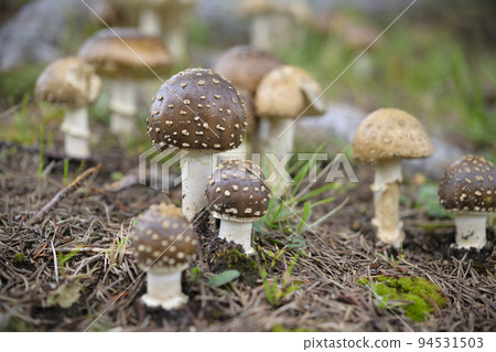 Cute mushroom (poisonous mushroom pruritus) 94531503