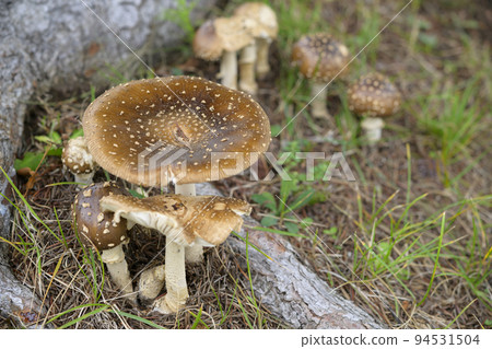 可愛蘑菇（毒蘑菇瘙癢） 94531504