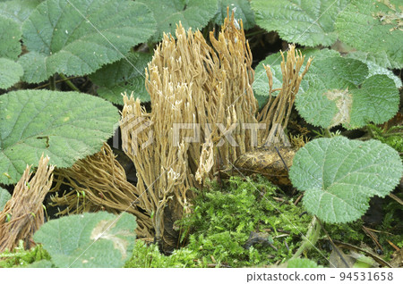 Himeokora Himeokora 94531658