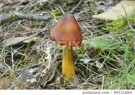 Akayamadake Akayamadake 94531664