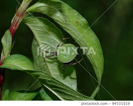 Araneae Araneidae 94531819