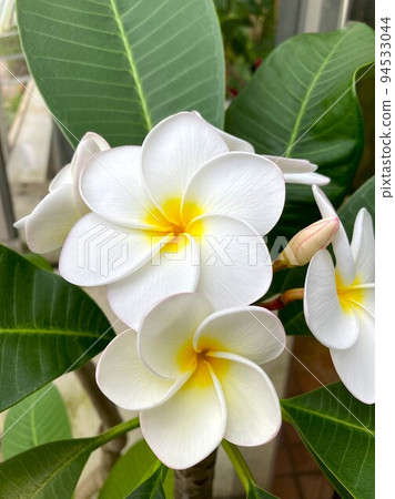 白色的雞蛋花 94533044