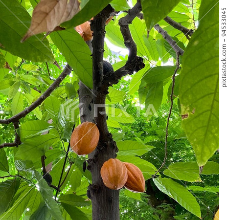 變成樹的可可果實 94533045