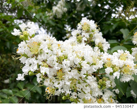 白縐myb花 白縐myb花 94533047