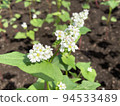 Small white flowers 94533489