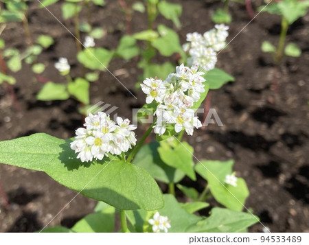 Small white flowers Small white flowers 94533489