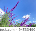 purple flowers blooming against the blue sky 94533490