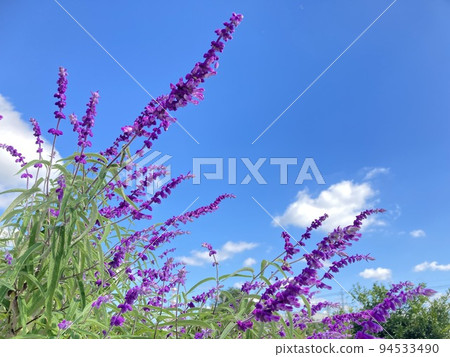 purple flowers blooming against the blue sky purple flowers blooming against the blue sky 94533490