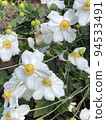 White anemone flowers 94533491