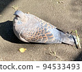 A sitting pigeon and a praying mantis on its tail feathers 94533493