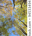 Trees with colorful autumn leaves looking up against the blue sky 94533494