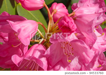 Close-up on a pink flowering rhododendron branch in the park. Nature background. Close-up on a pink flowering rhododendron branch in the park. Nature background. 94533760