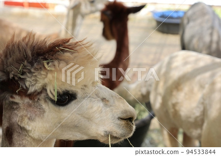 美麗的花園，花園景觀 94533844