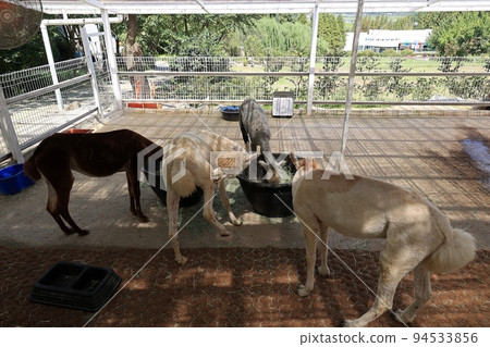 beautiful garden, garden view beautiful garden, garden view 94533856