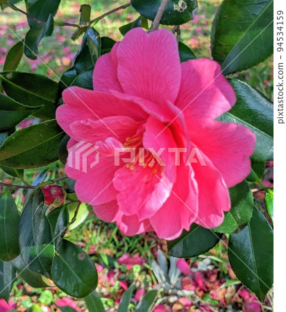 Double camellia close-up Double camellia close-up 94534159