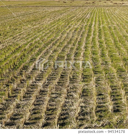 Paddy fields after harvesting 94534178