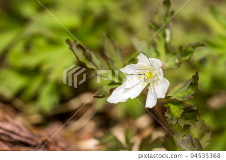 A white Kikusaki Ichika flower blooming in the precincts of Taki Shrine 94535368