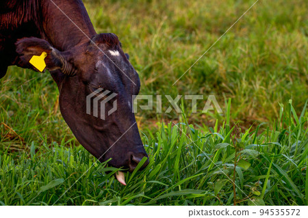 Cows on a green field 94535572