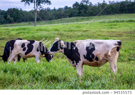 Cows on a green field 94535573