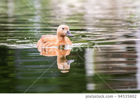Ruddy Shelduck, or red duck, lat. Tadorna ferruginea, swimming on a lake. 94535602