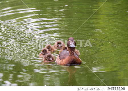 Female Tufted duck swims with her ducklings in green lake 94535606
