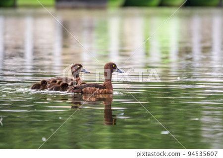 Tufted duck Family swims with their ducklings in green lake water. 94535607