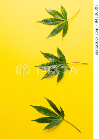 Vertical image of marihuana leaves lying on yellow background Vertical image of marihuana leaves lying on yellow background 94536007