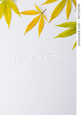 Vertical image of marihuana leaves lying on white background 94536046