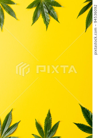 Vertical image of marihuana leaves lying on white background Vertical image of marihuana leaves lying on white background 94536092