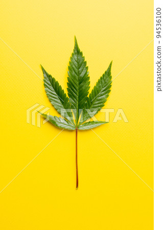 Vertical image of marihuana leaf lying on white background 94536100