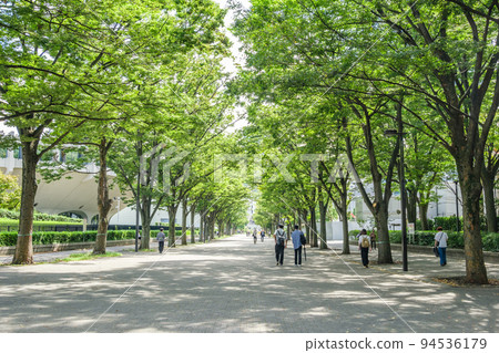 代代木公園，一條兩旁種滿美麗櫸樹的道路，東京都澀谷區 94536179