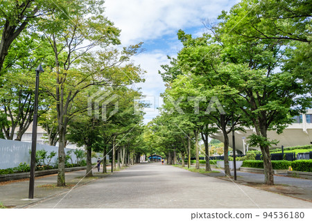 代代木公園,一條兩旁種滿美麗櫸樹的道路,東京都澀谷區 代代木公園,一條兩旁種滿美麗櫸樹的道路,東京都澀谷區 94536180