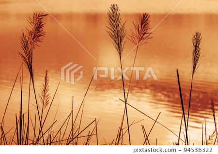 Grass flowers with the water background, romantic and lonely. 94536322