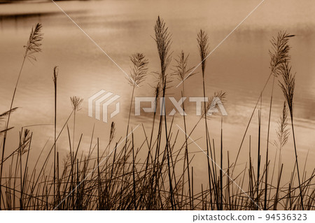 Grass flowers with the water background, romantic and lonely. 94536323