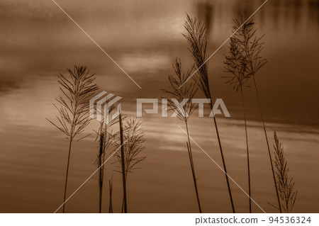 Grass flowers with the water background, romantic and lonely. 94536324
