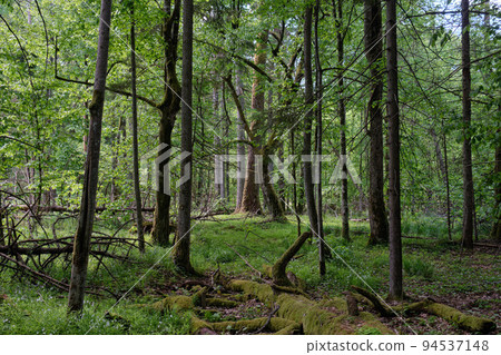 Rich deciduous forest in springtime light 94537148