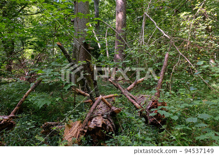 Summertime deciduous primeval stand Summertime deciduous primeval stand 94537149