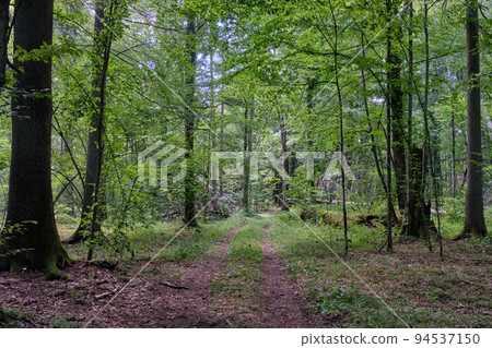 Dirt road crossing summertime forest in sun Dirt road crossing summertime forest in sun 94537150