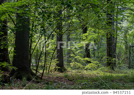 Shady deciduous tree stand with broken oak tree Shady deciduous tree stand with broken oak tree 94537151