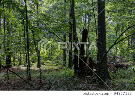 Shady deciduous tree stand with broken oak tree Shady deciduous tree stand with broken oak tree 94537152