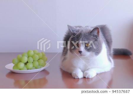 讓貓吃葡萄很危險 葡萄有害 危險 不 94537687