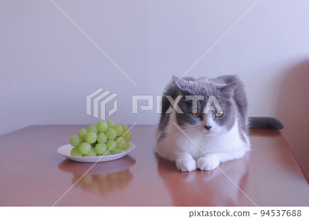 讓貓吃葡萄很危險 葡萄有害 危險 不 讓貓吃葡萄很危險 葡萄有害 危險 不 94537688