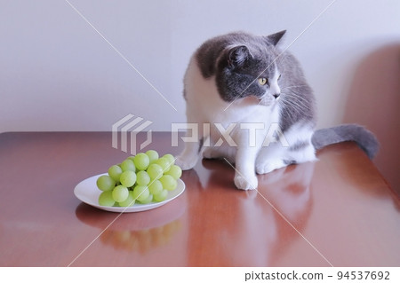 讓貓吃葡萄很危險 葡萄誤食中毒的危險 94537692