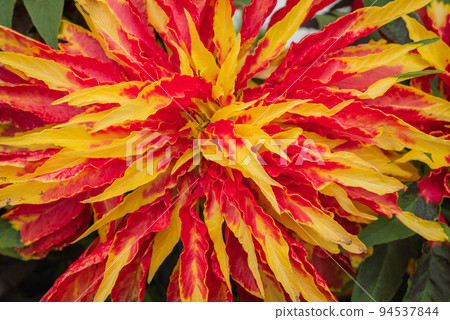 Hageito [color leaf] 94537844
