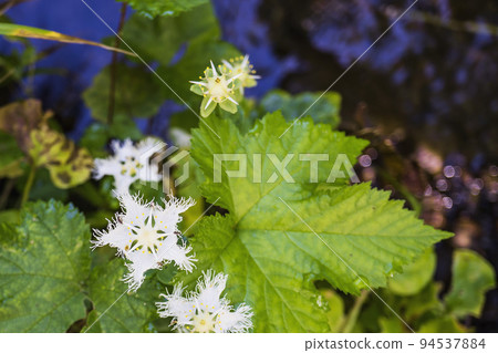 An open flower and an ovary with falling petals [Togakushi Shrine Okusha approach in Nagano Prefecture, September] 94537884