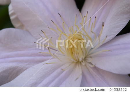 Pale pink petals 94538222