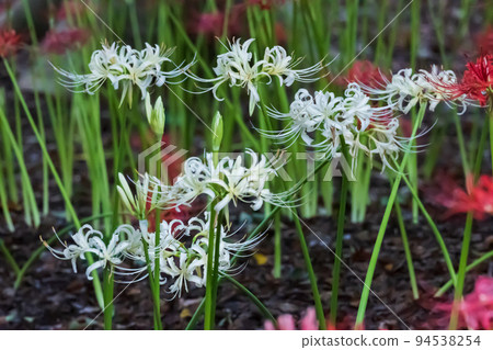 Amaryllidaceae spreading white petals among red cluster amaryllis Amaryllidaceae spreading white petals among red cluster amaryllis 94538254