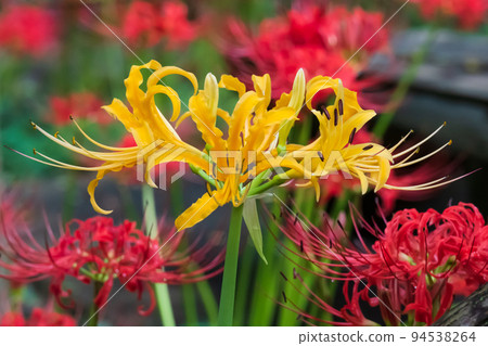 Cluster amaryllis with bright red and yellow petals Cluster amaryllis with bright red and yellow petals 94538264