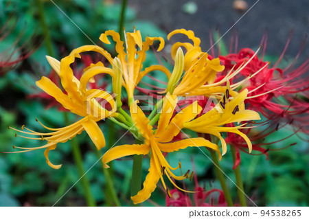 Cluster amaryllis with bright red and yellow petals Cluster amaryllis with bright red and yellow petals 94538265